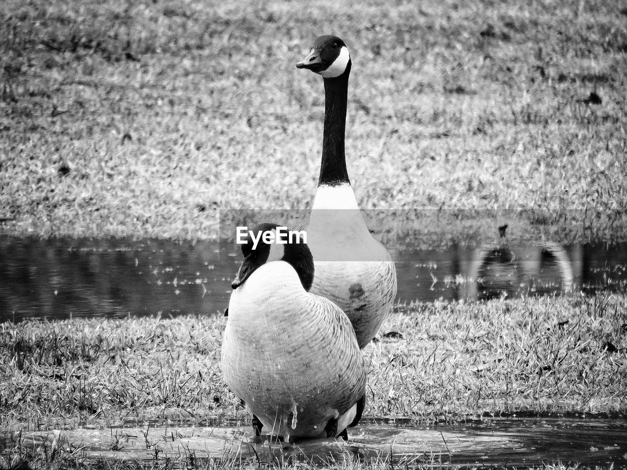 DUCKS ON LAKE