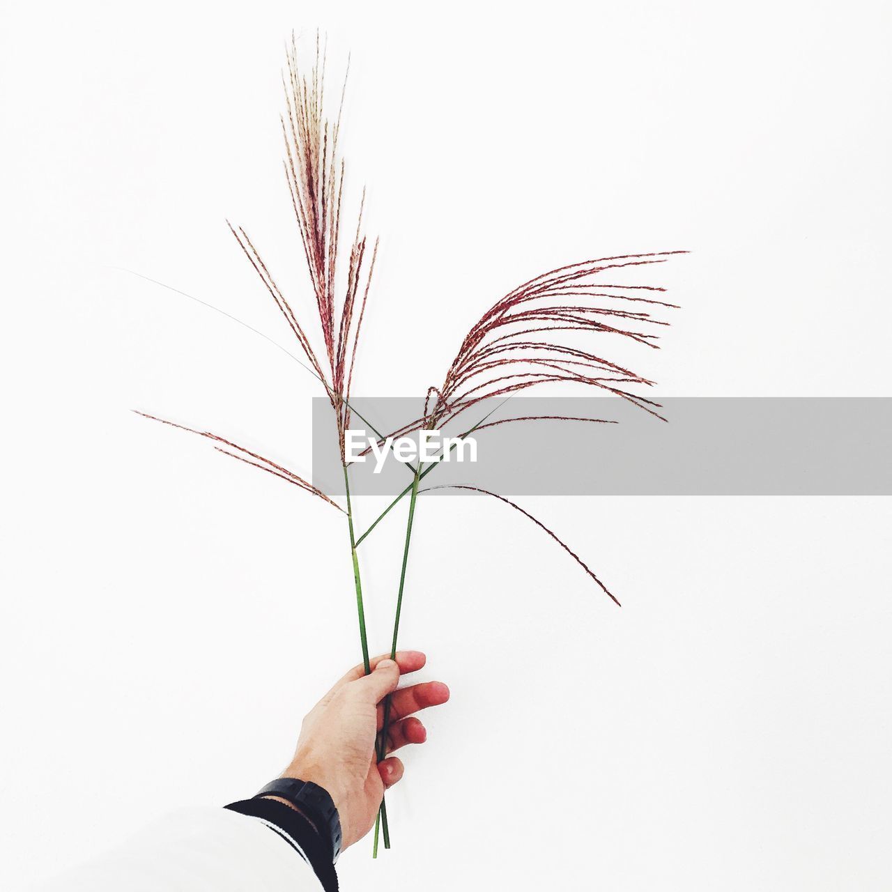 Man holding grass against white background