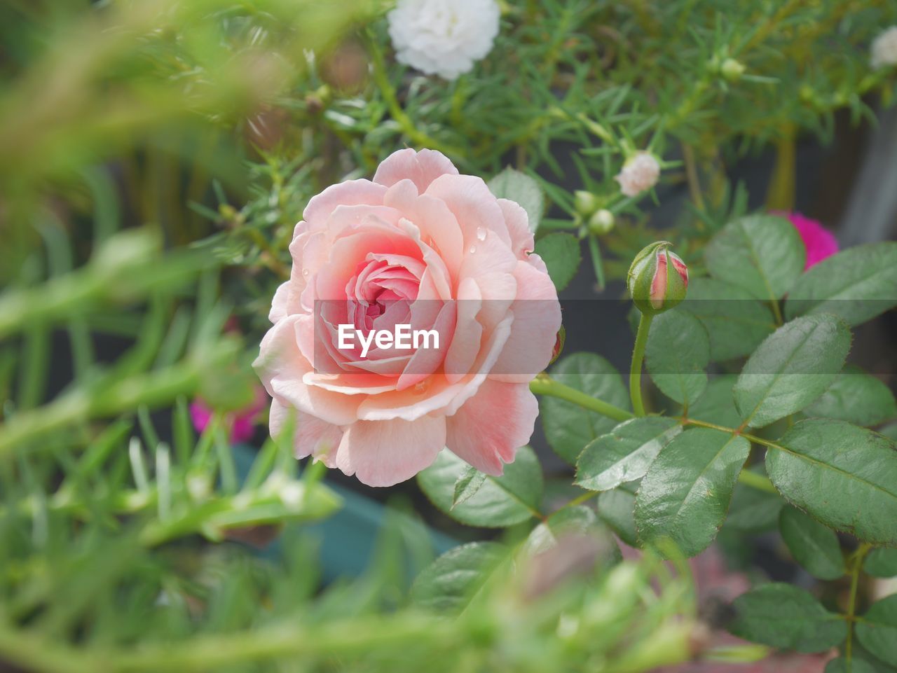 CLOSE-UP OF PINK ROSE AND WHITE ROSES