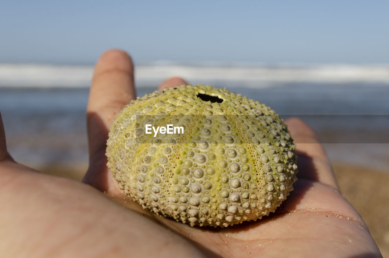 Close-up of hand holding sea urchin on beach