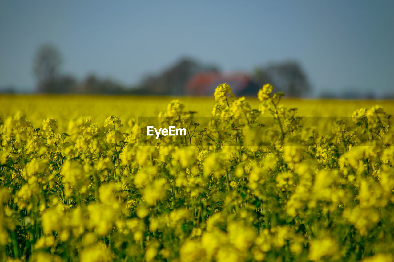 Scenic view of oilseed rape field against sky