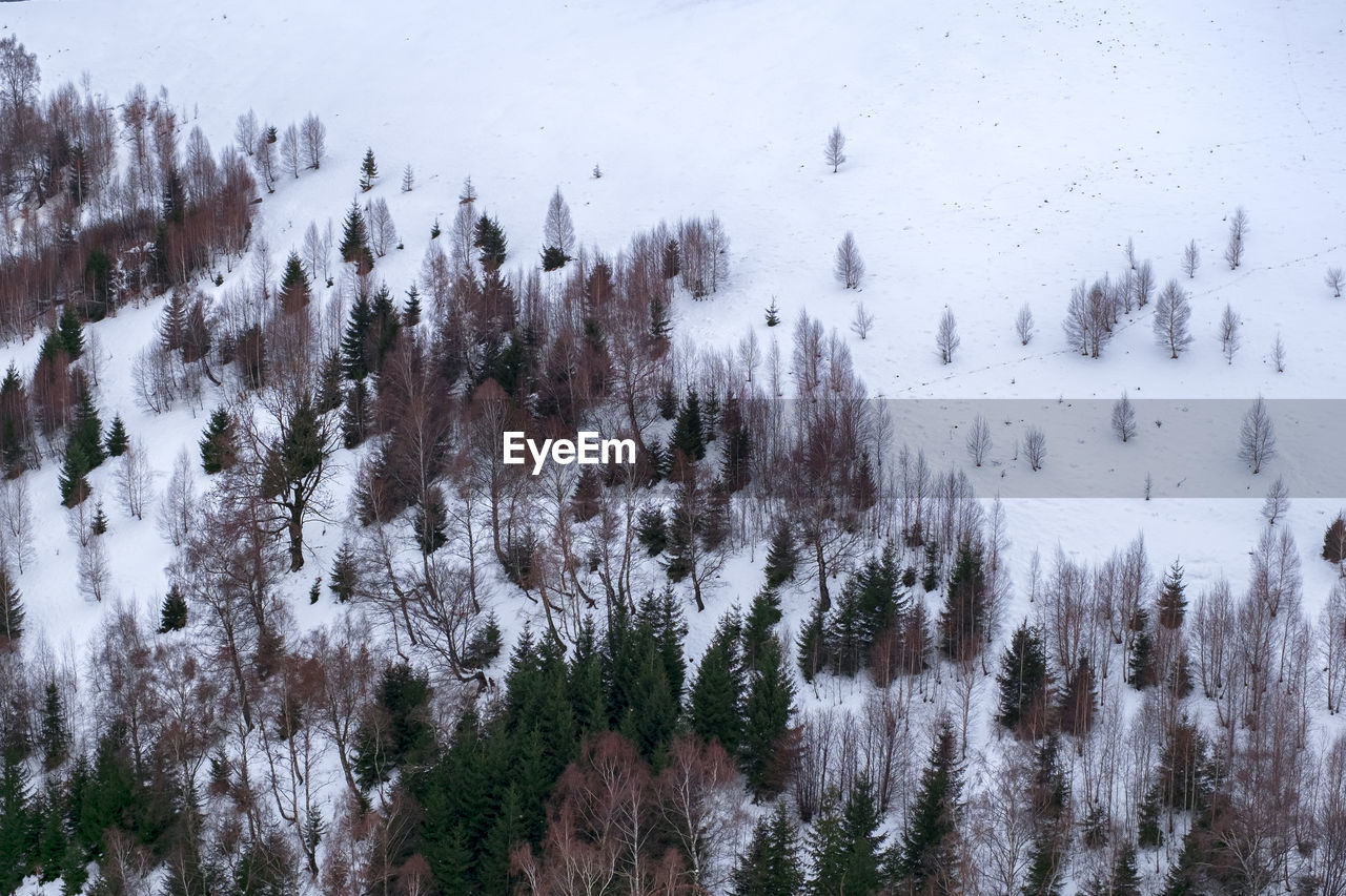 Panoramic view of pine trees on snow covered land