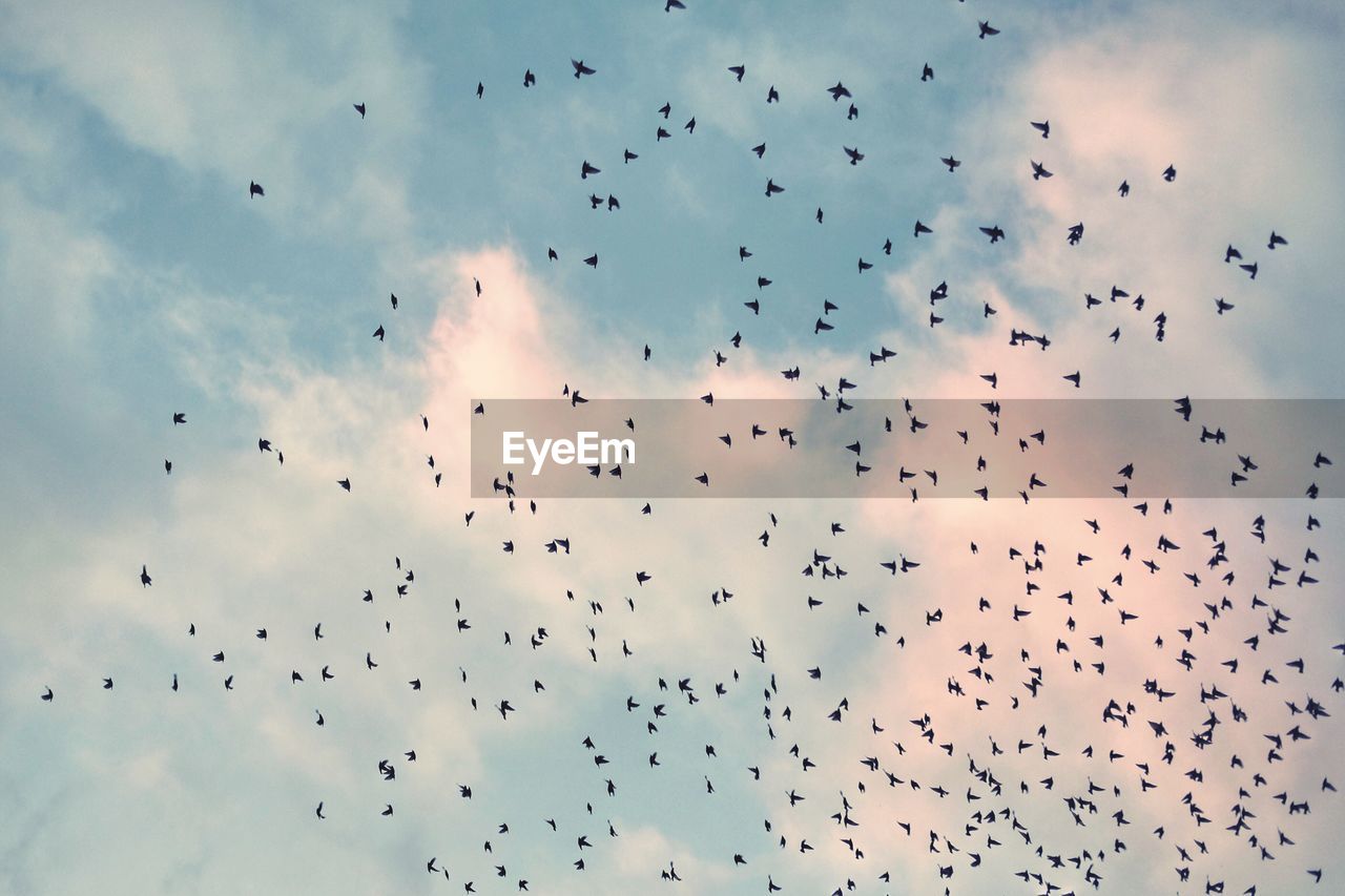 Flock of birds flying in sky