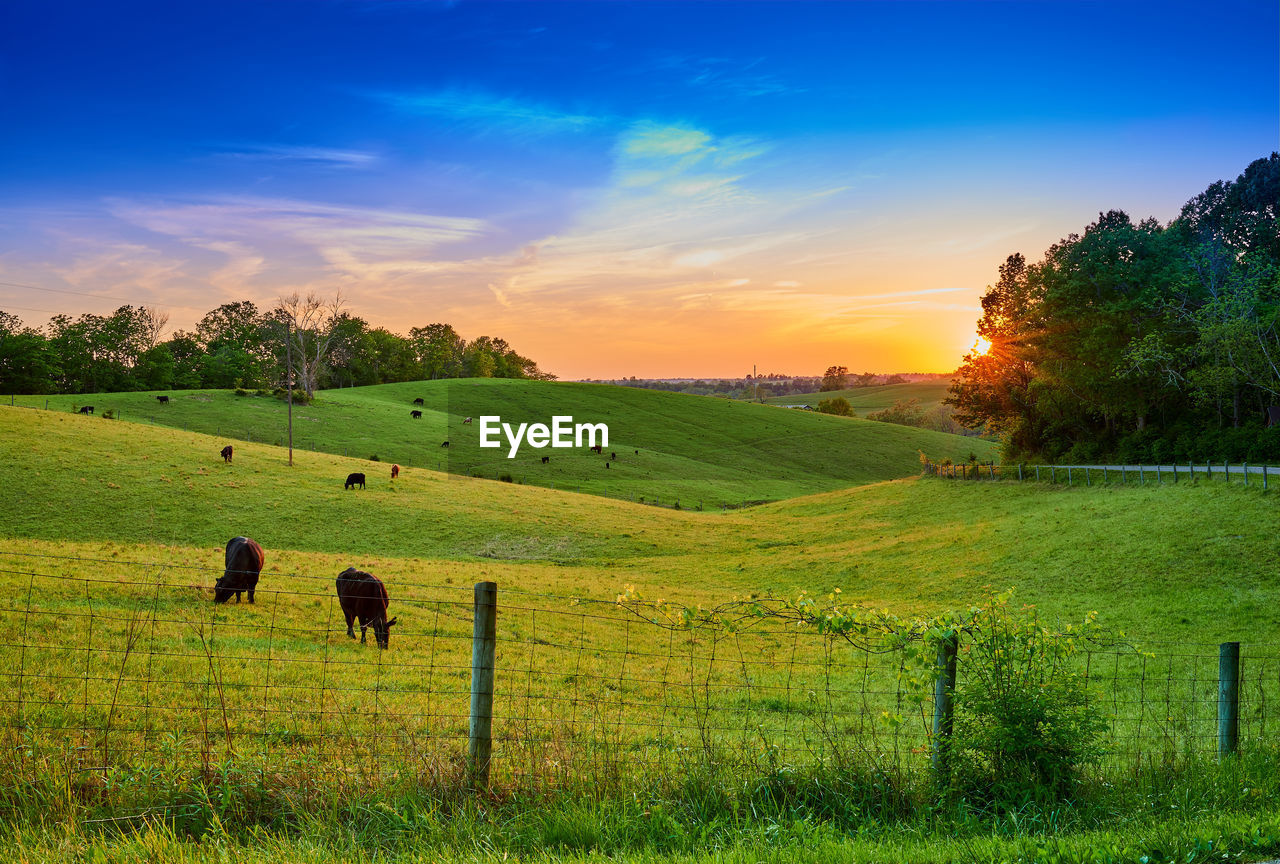 VIEW OF SHEEP ON GRASSY FIELD