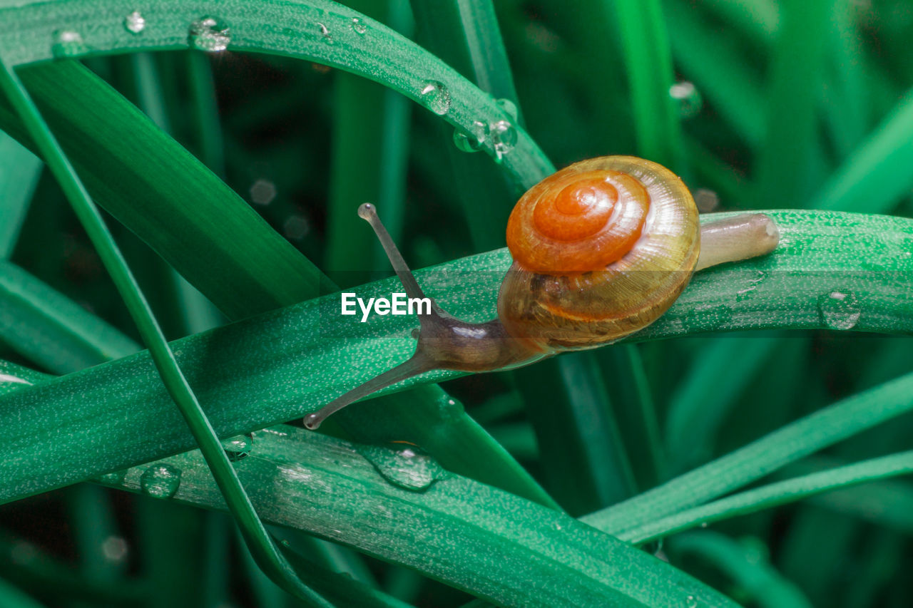 CLOSE-UP OF SNAIL ON A LEAF