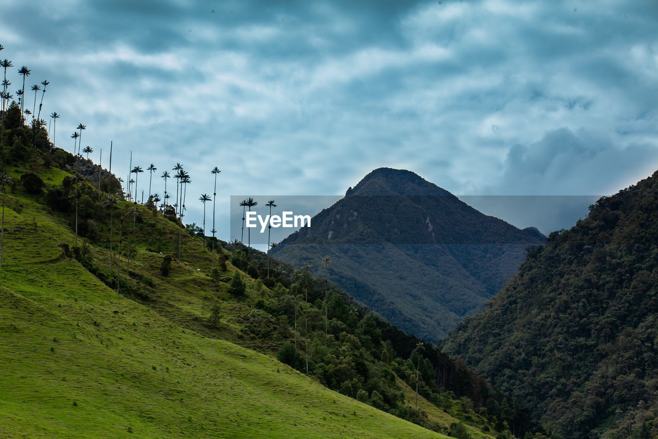 View of the beautiful cloud forest and the quindio wax palms at the cocora valley  in colombia.