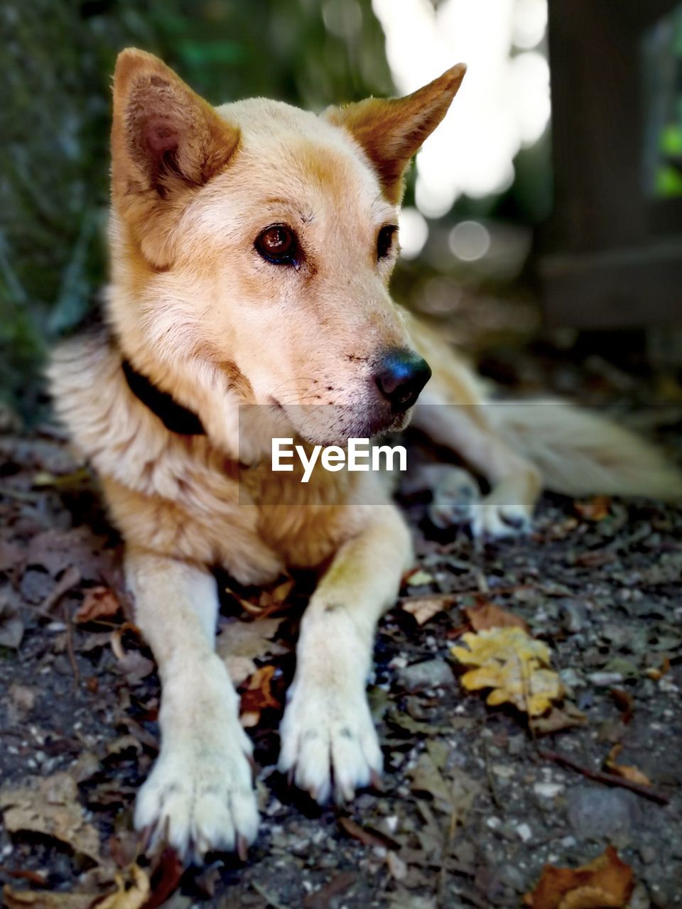 dog, canine, one animal, animal, animal themes, domestic, mammal, pets, domestic animals, vertebrate, looking, no people, looking away, day, close-up, plant part, leaf, land, field, nature, jack russell terrier