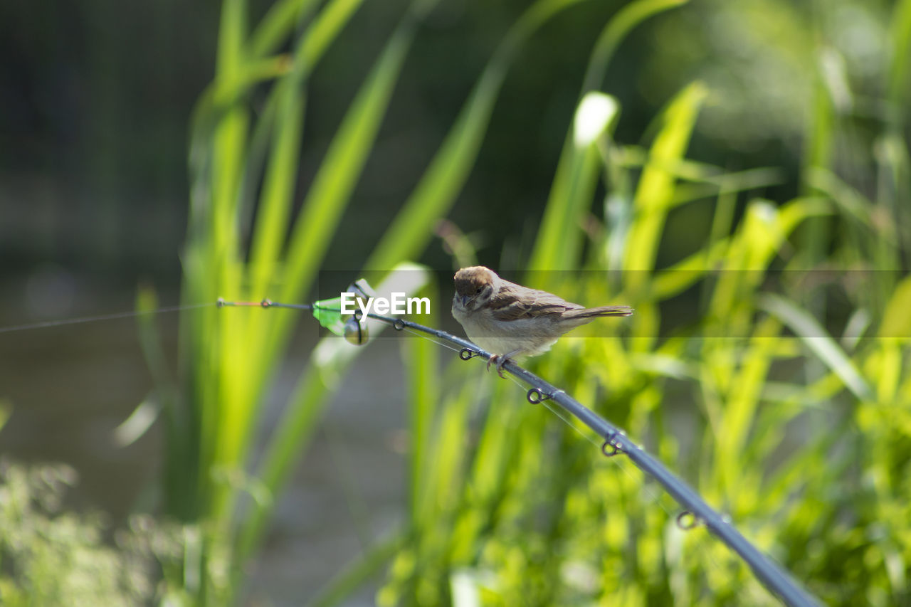 Close-up of bird perching on plant