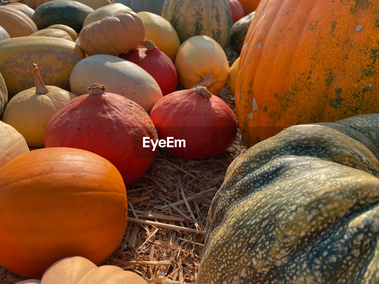 High angle view of pumpkins for sale