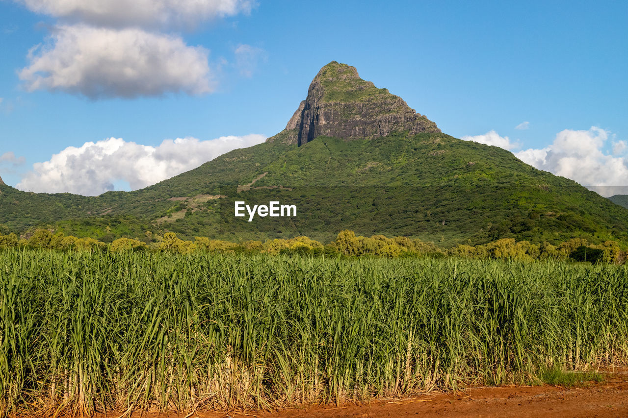 Sugar cane fields and mountain on mauritius island, africa