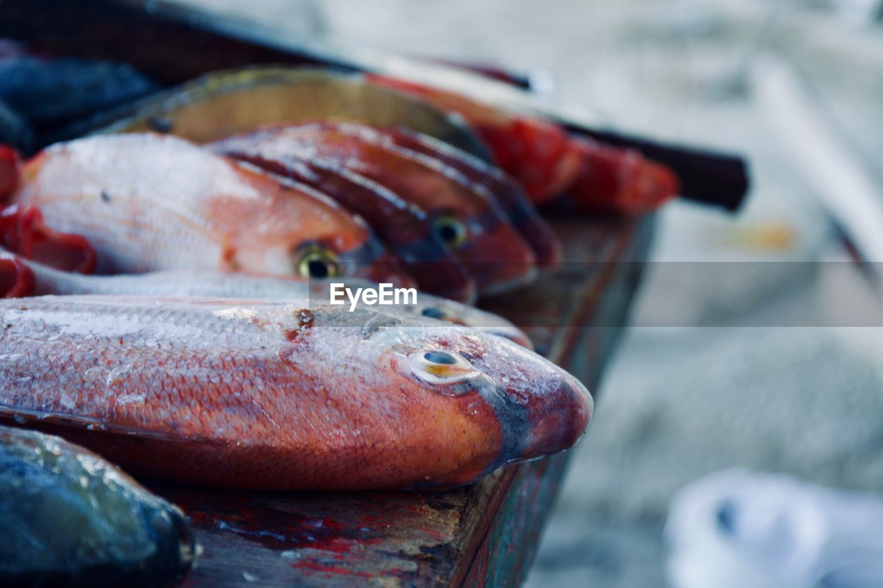 CLOSE-UP OF FISH IN MARKET