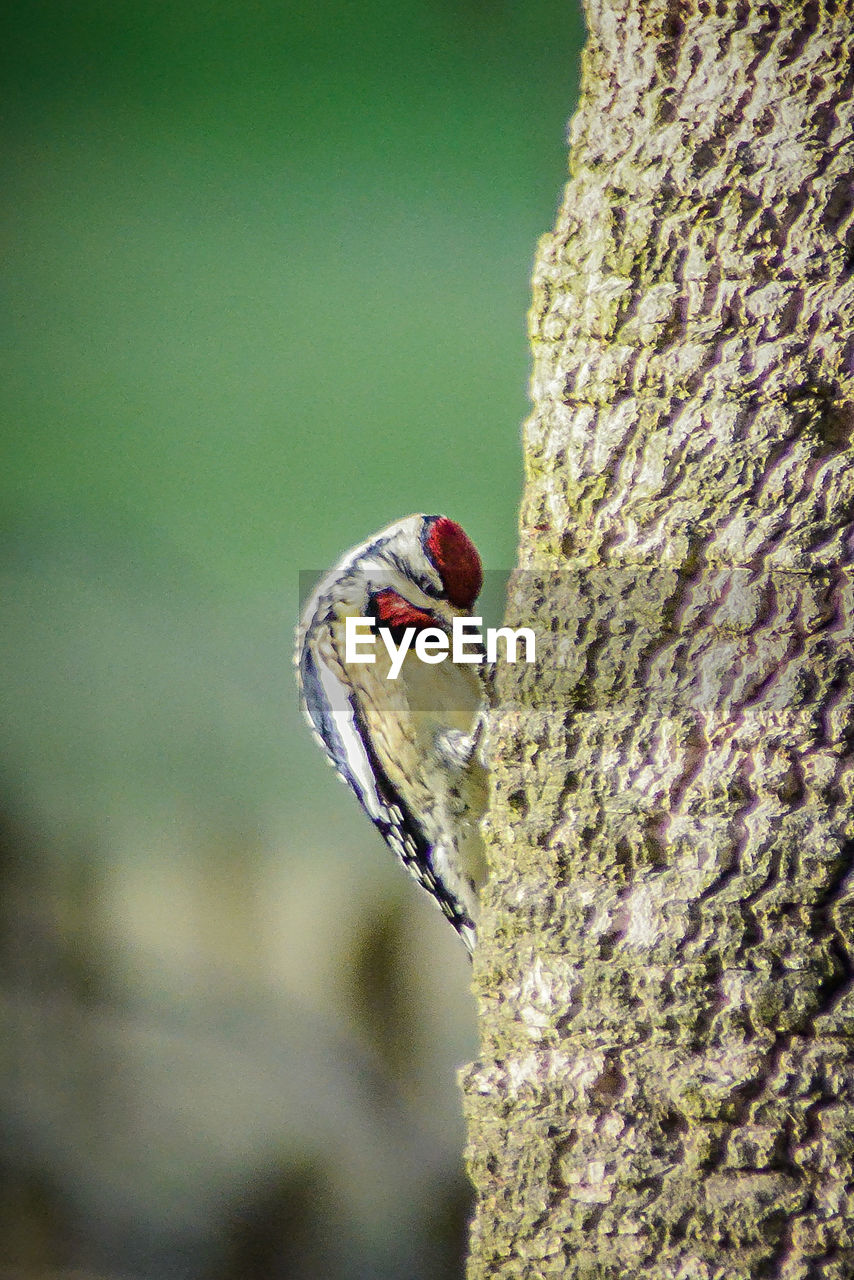 Close-up of a woodpecker 