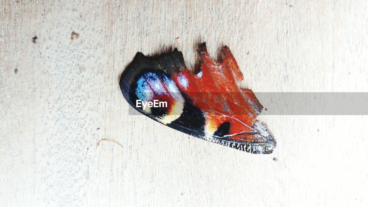 HIGH ANGLE VIEW OF BUTTERFLY ON THE WALL