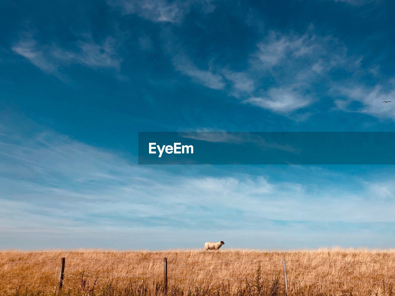 Sheep walking on field against sky