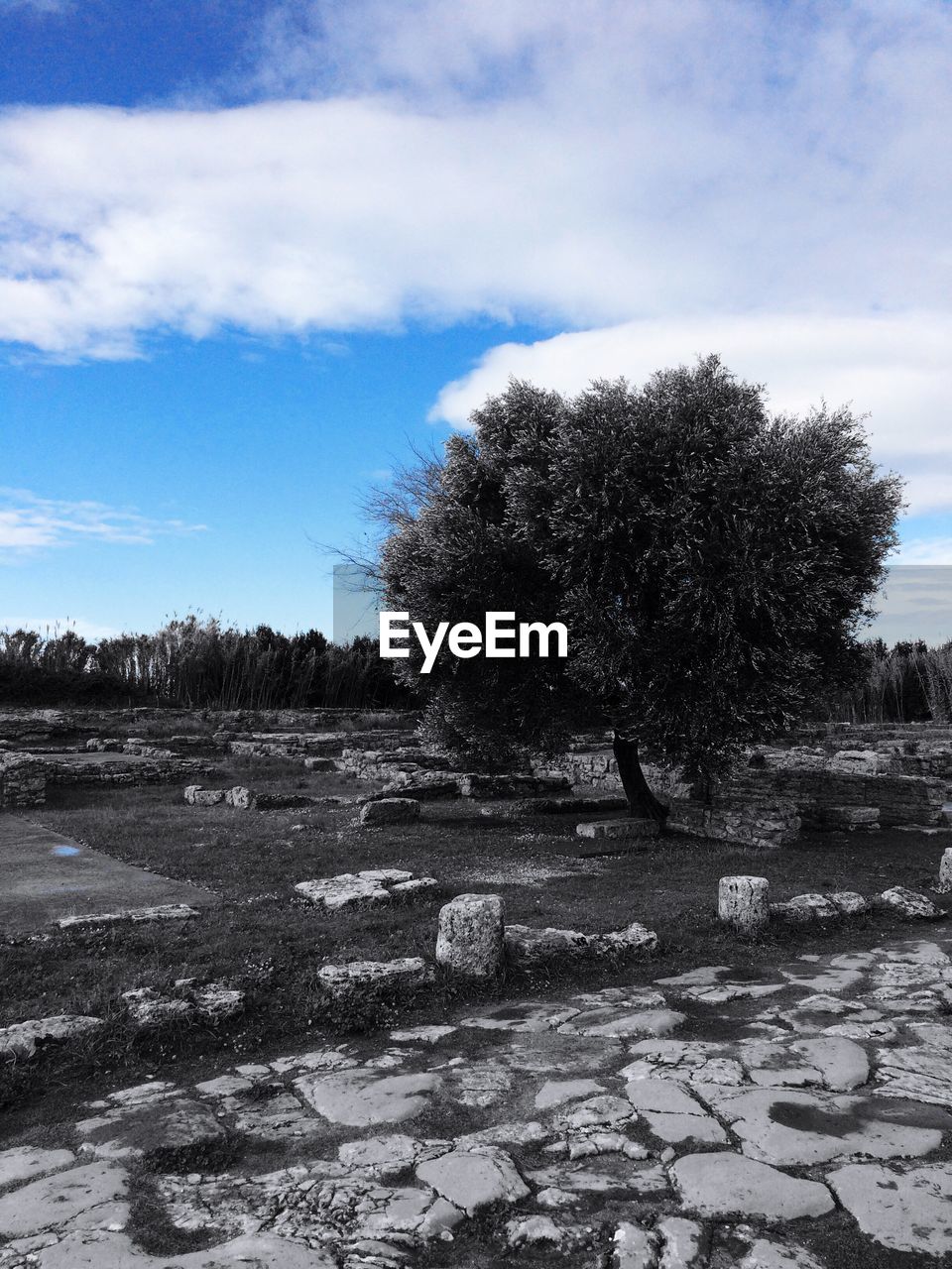 TREES ON FIELD AGAINST CLOUDY SKY