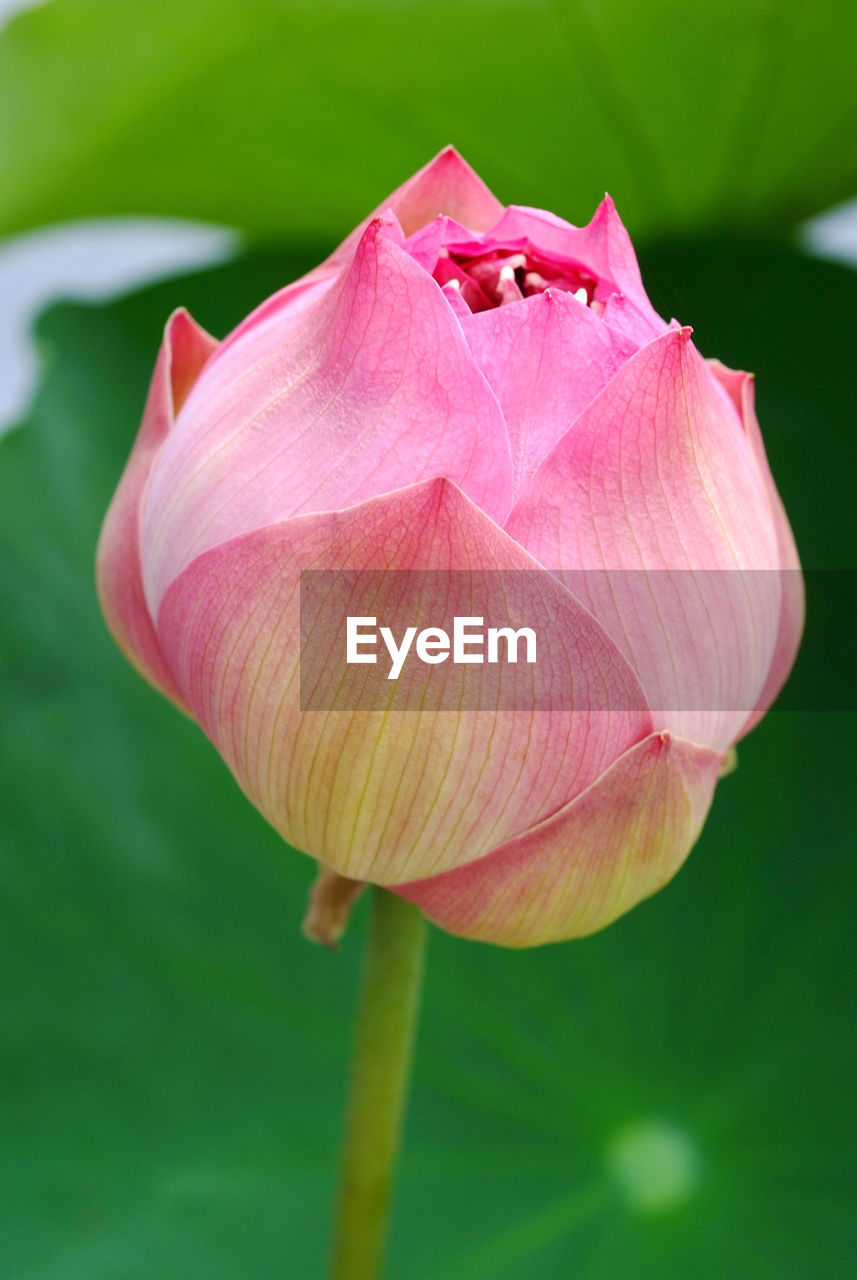 CLOSE-UP OF PINK LOTUS WATER LILY IN GARDEN