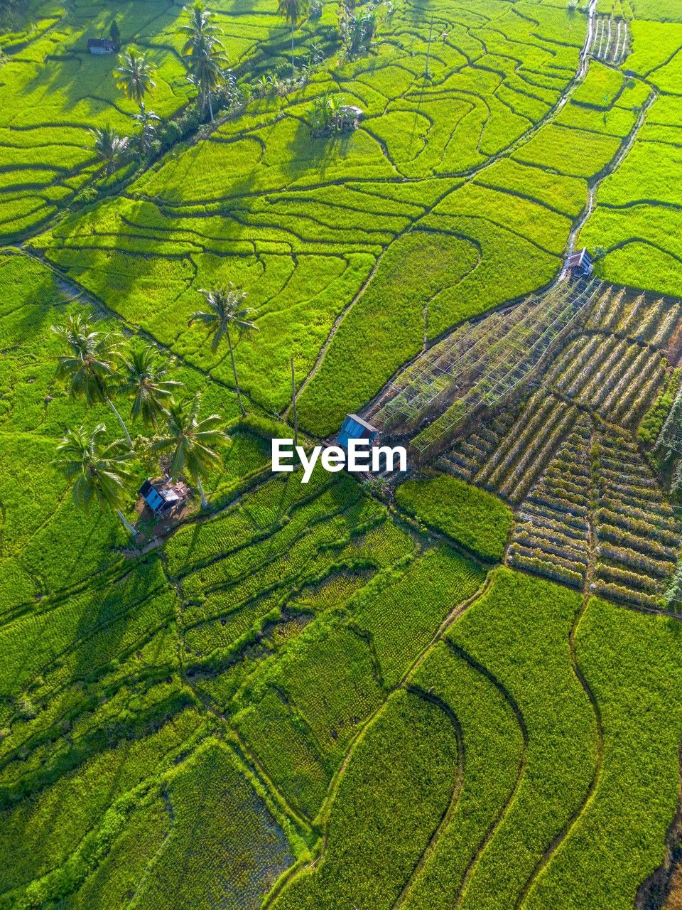 agriculture, landscape, rural scene, field, environment, land, farm, terrace, crop, scenics - nature, growth, green, paddy field, plant, nature, rice paddy, rice, plain, beauty in nature, terraced field, high angle view, aerial photography, pattern, tranquility, grassland, no people, outdoors, plantation, tranquil scene, social issues, day, environmental conservation, travel, food and drink, occupation, rural area, foliage, cultivated land, soil, hill, lush foliage, aerial view, idyllic, food, rice - food staple