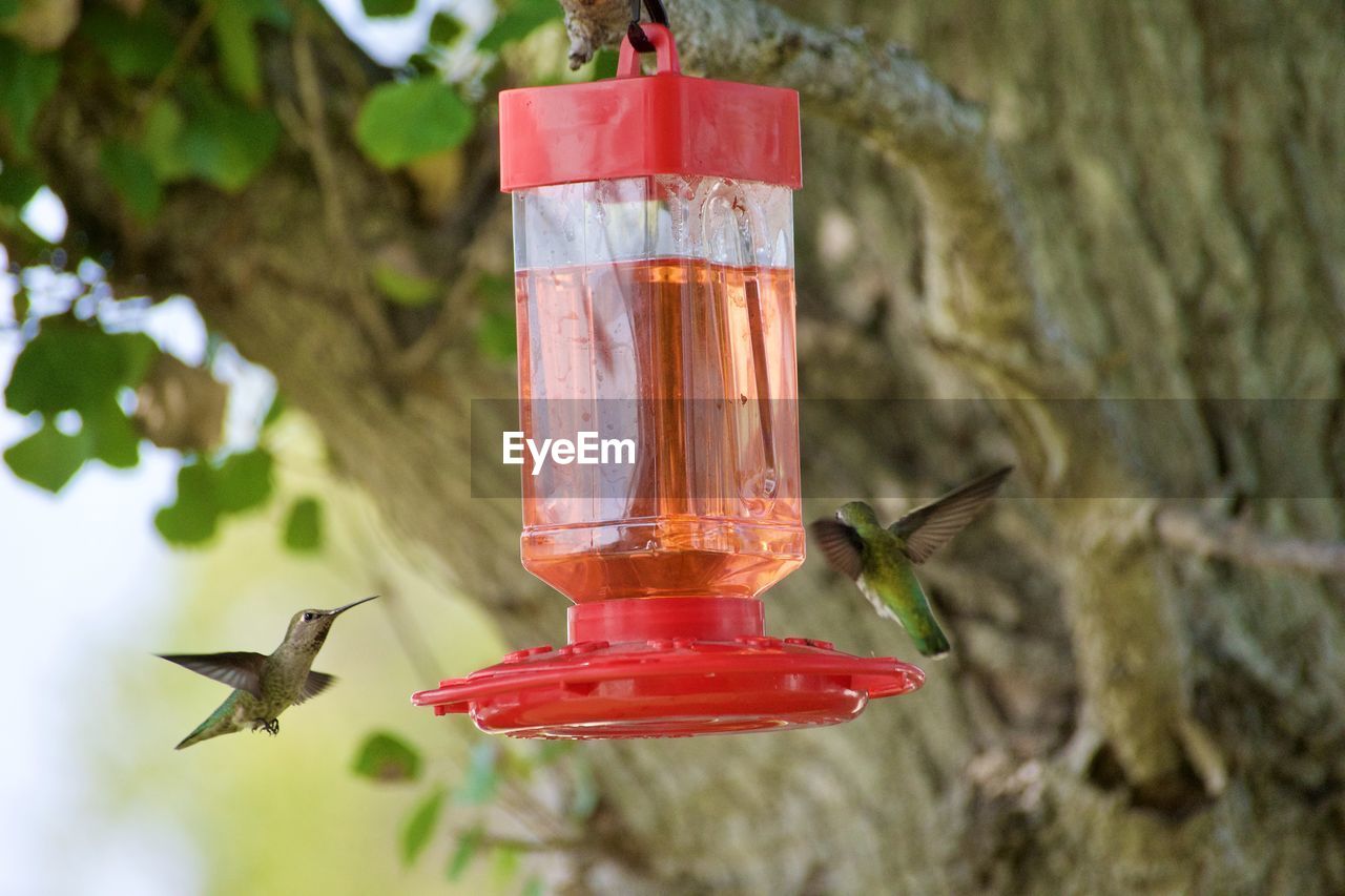 CLOSE-UP OF RED BIRD FLYING OVER A FEEDER