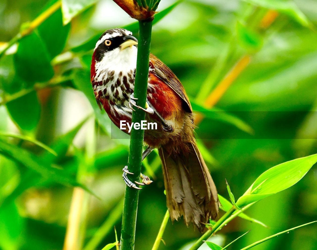 CLOSE-UP OF A BIRD PERCHING ON A PLANT