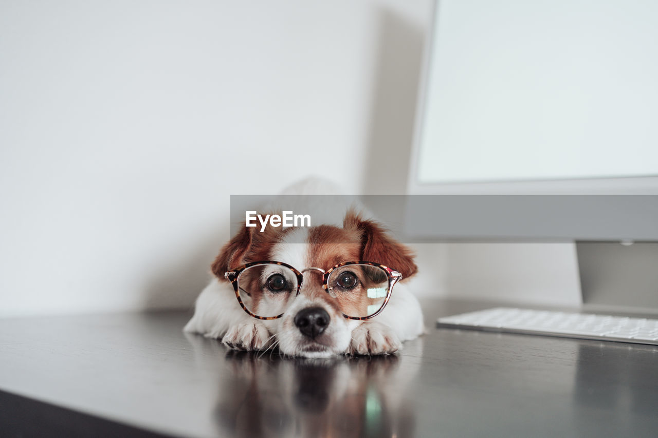 Intelligent jack russell dog wearing eye wear working at home office on computer. techand pets