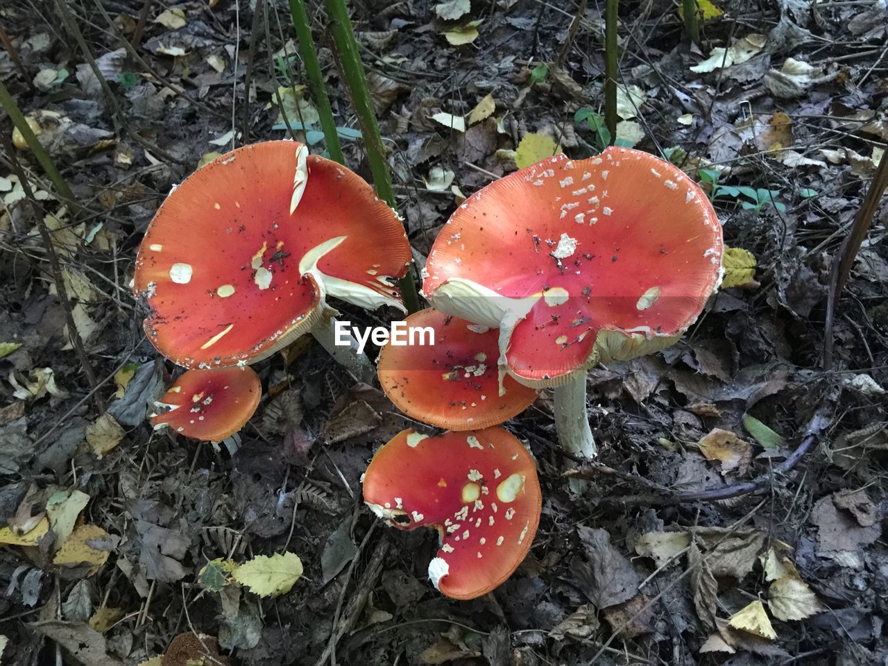 CLOSE-UP OF RED LEAVES ON FIELD