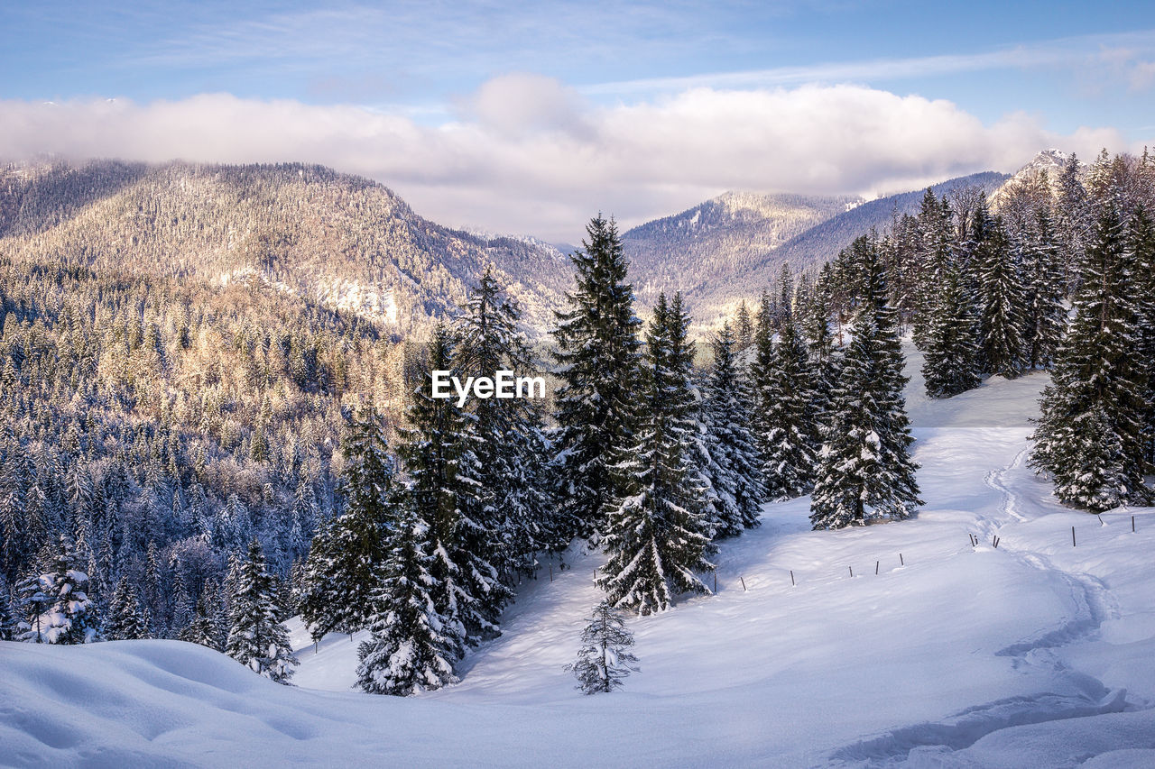 Trees on snow covered landscape against sky