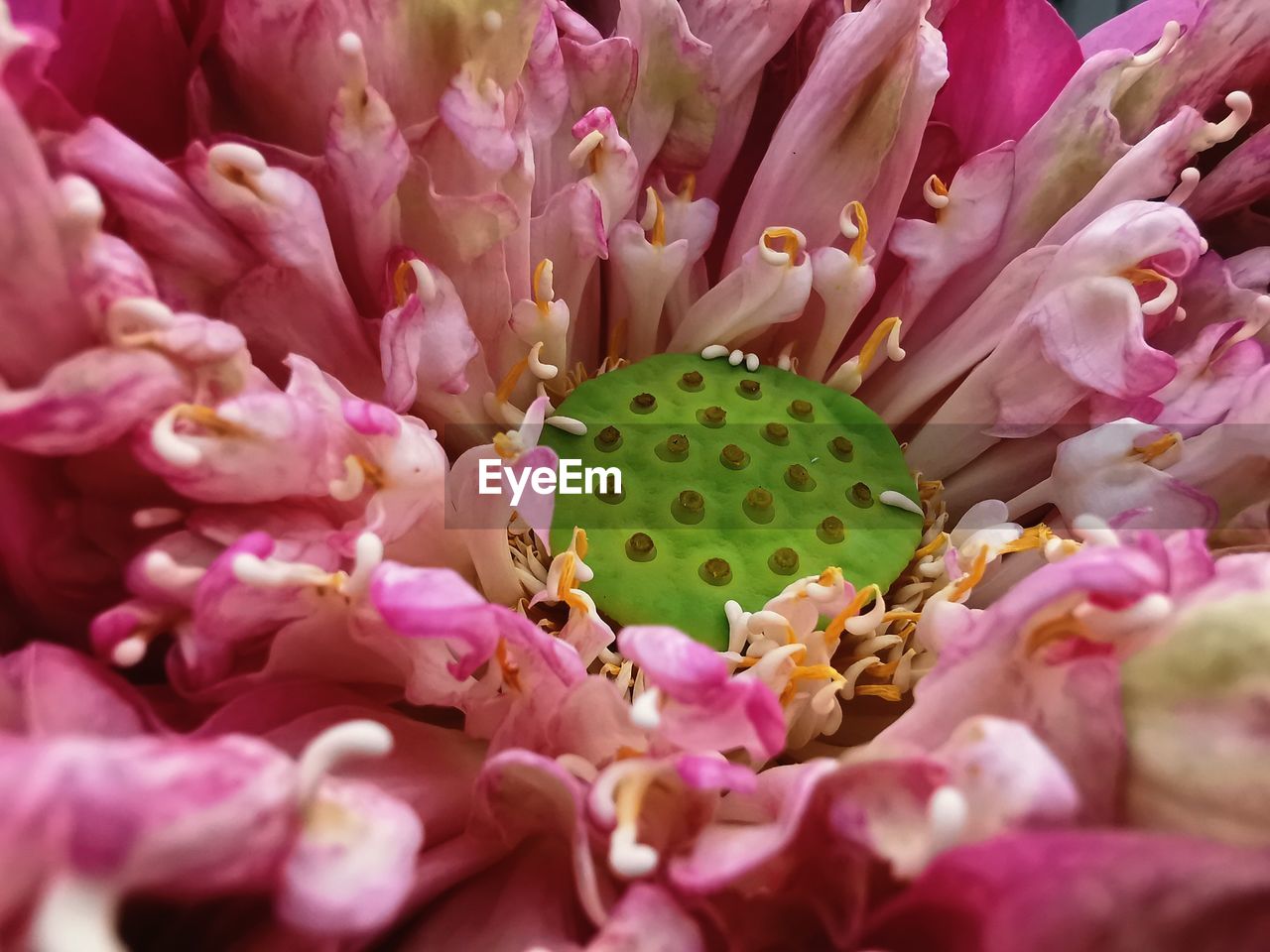 CLOSE-UP OF PINK FLOWERING PLANTS