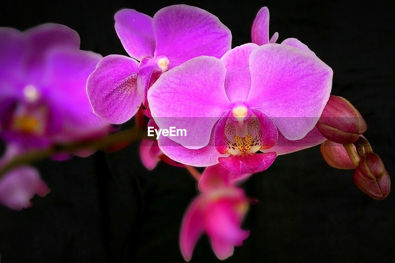 Close-up of purple orchids blooming in garden