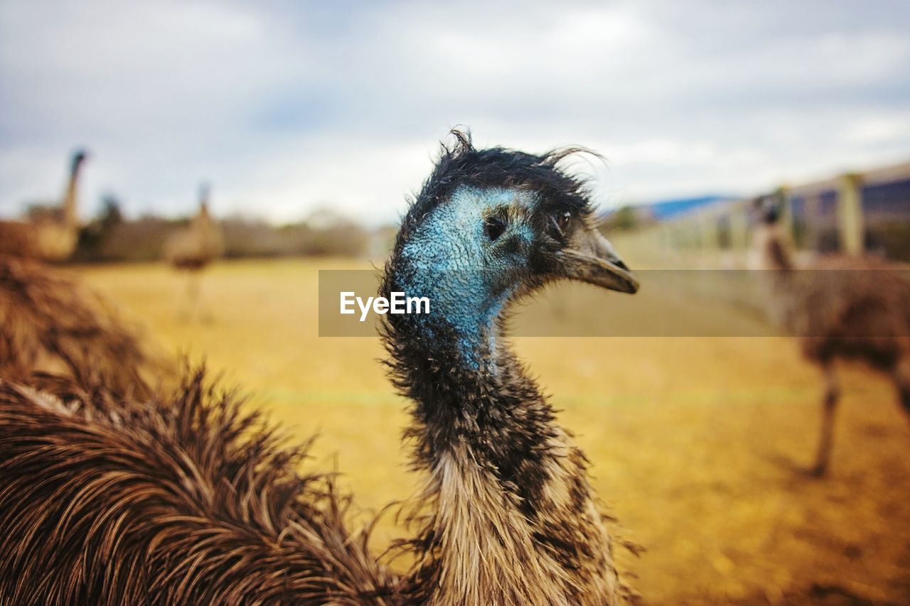 Close-up of emu at farm