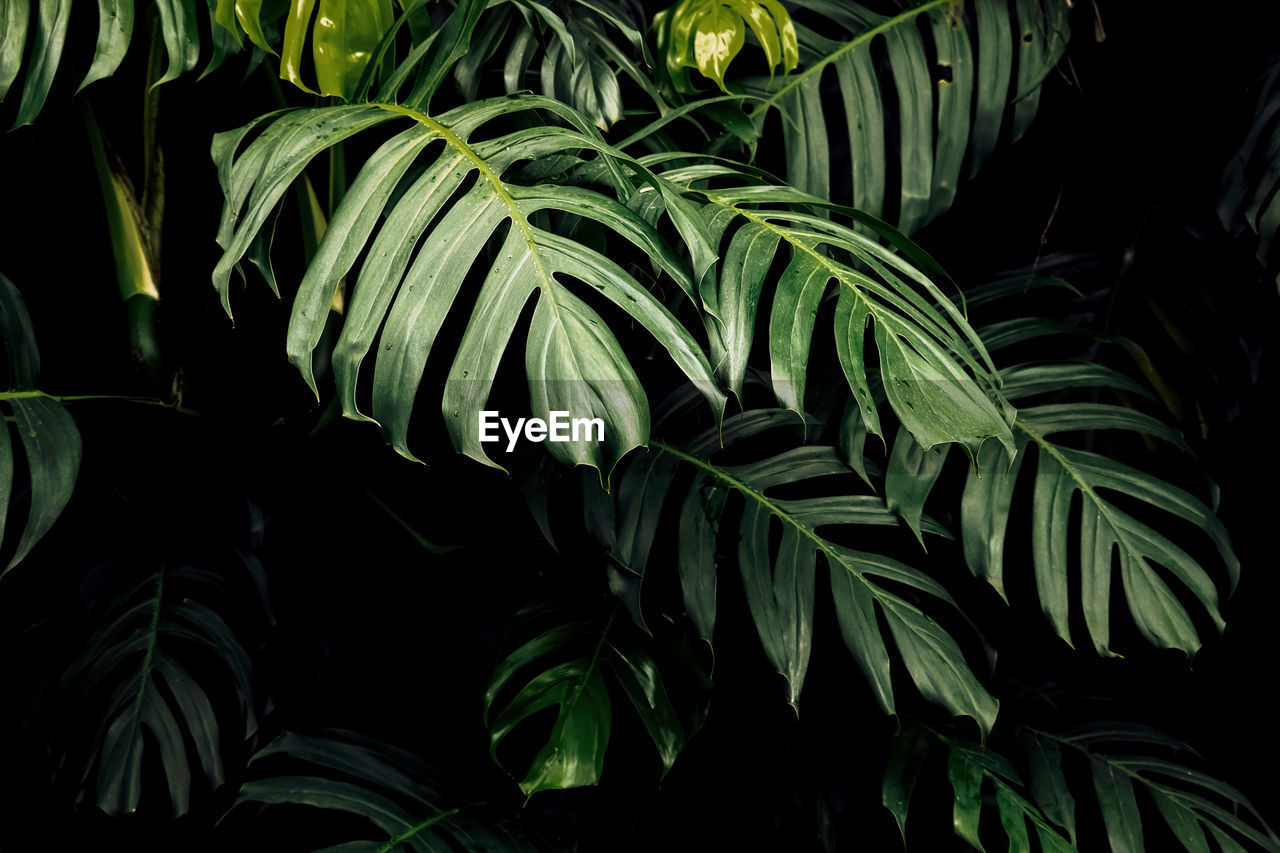 CLOSE-UP OF FRESH GREEN LEAVES AGAINST BLACK BACKGROUND