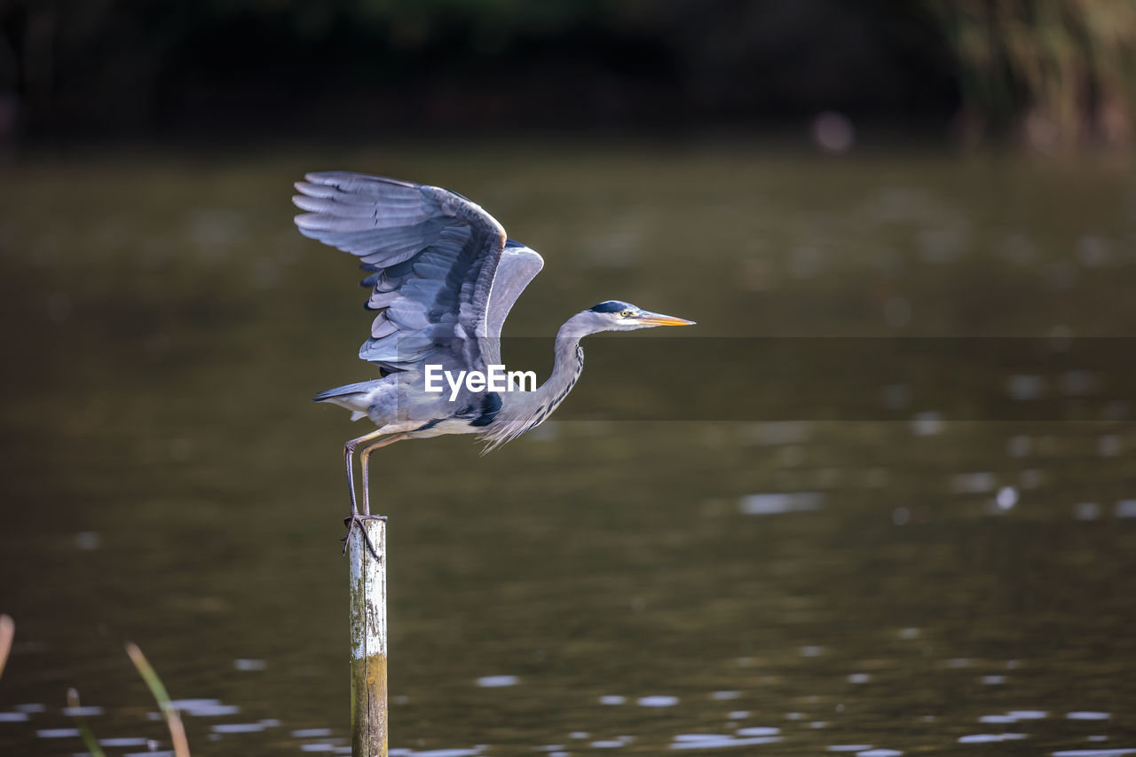 A grey heron taking off