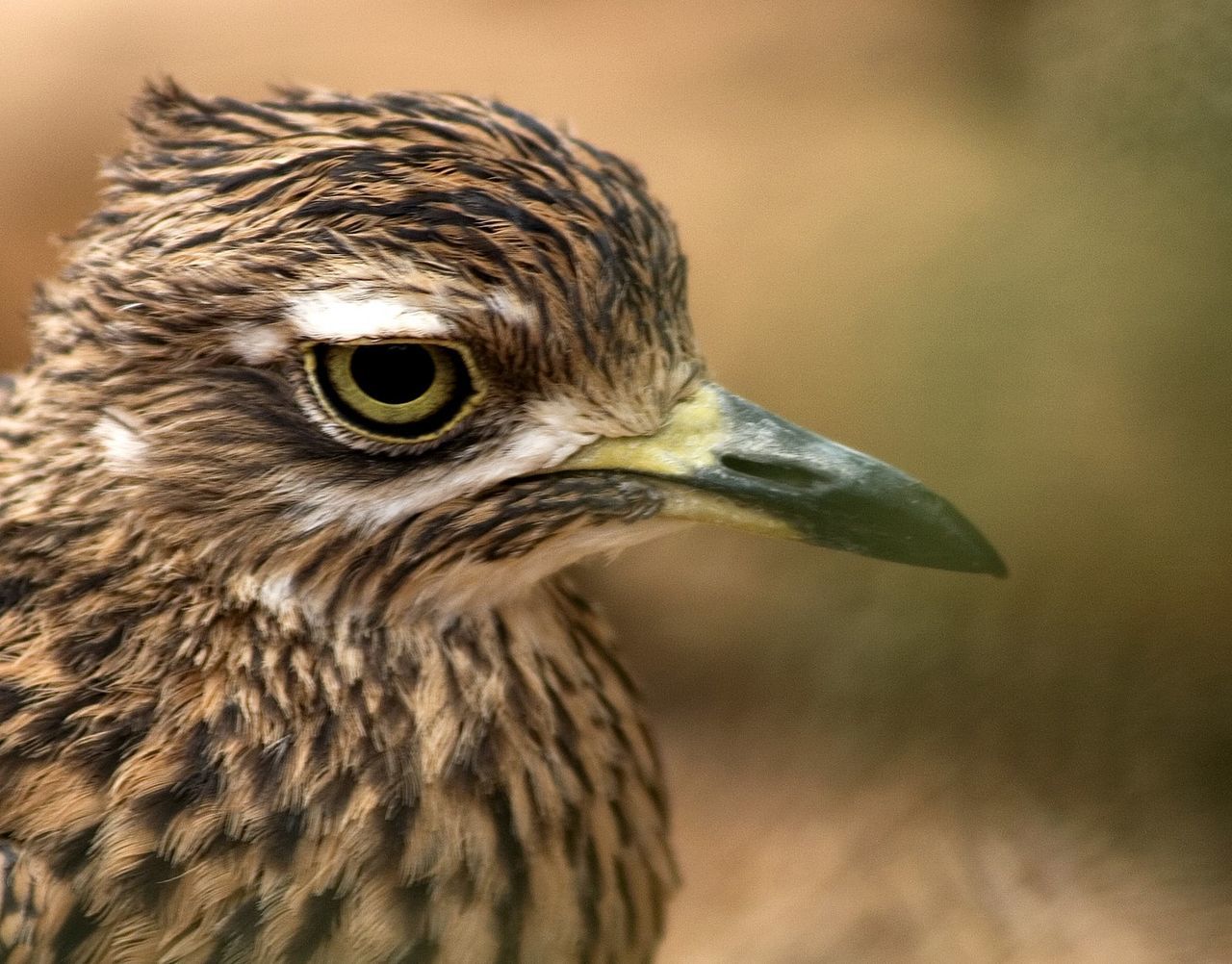 CLOSE-UP OF EAGLE OUTDOORS