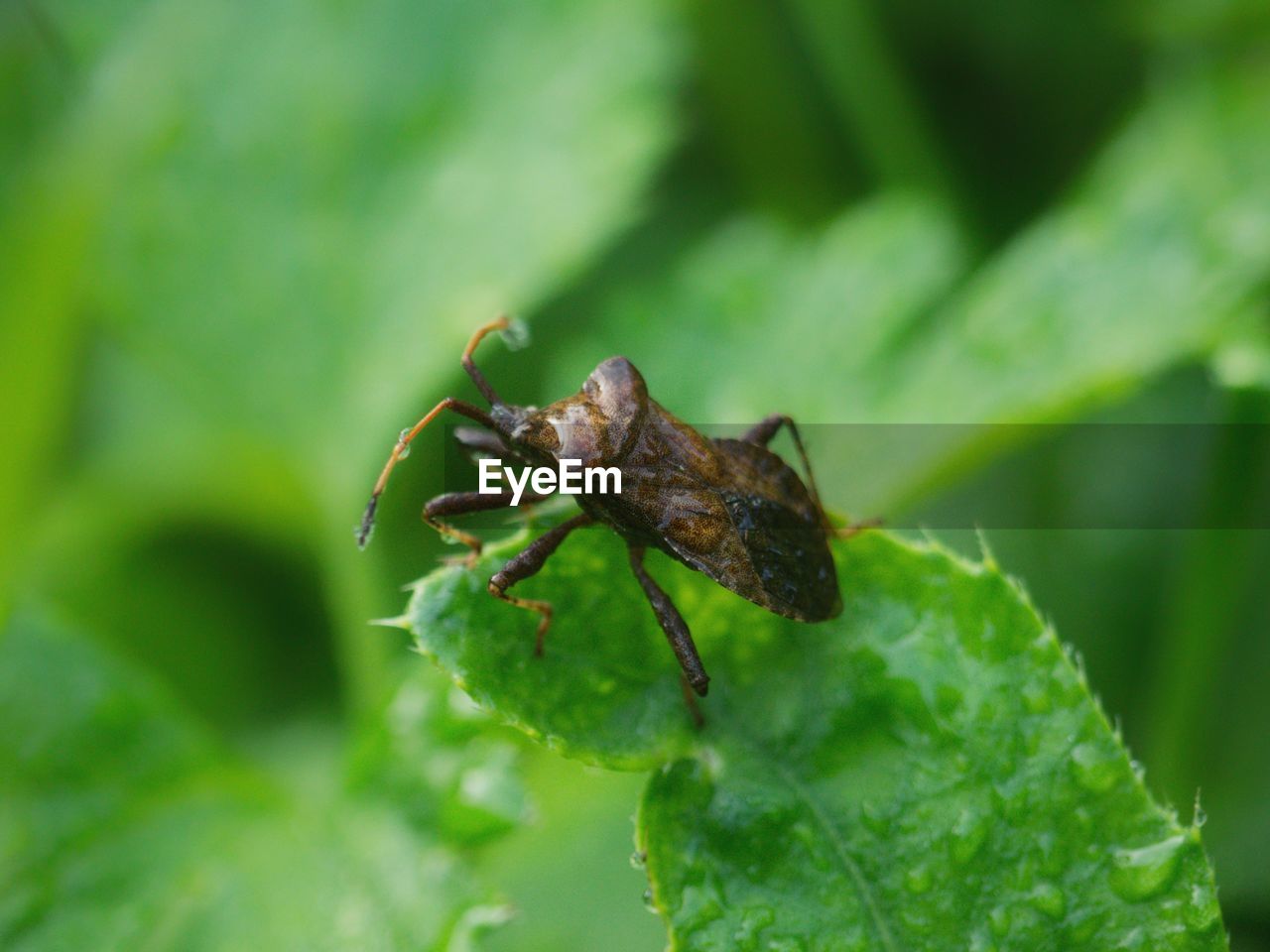 CLOSE-UP OF HOUSEFLY ON LEAF