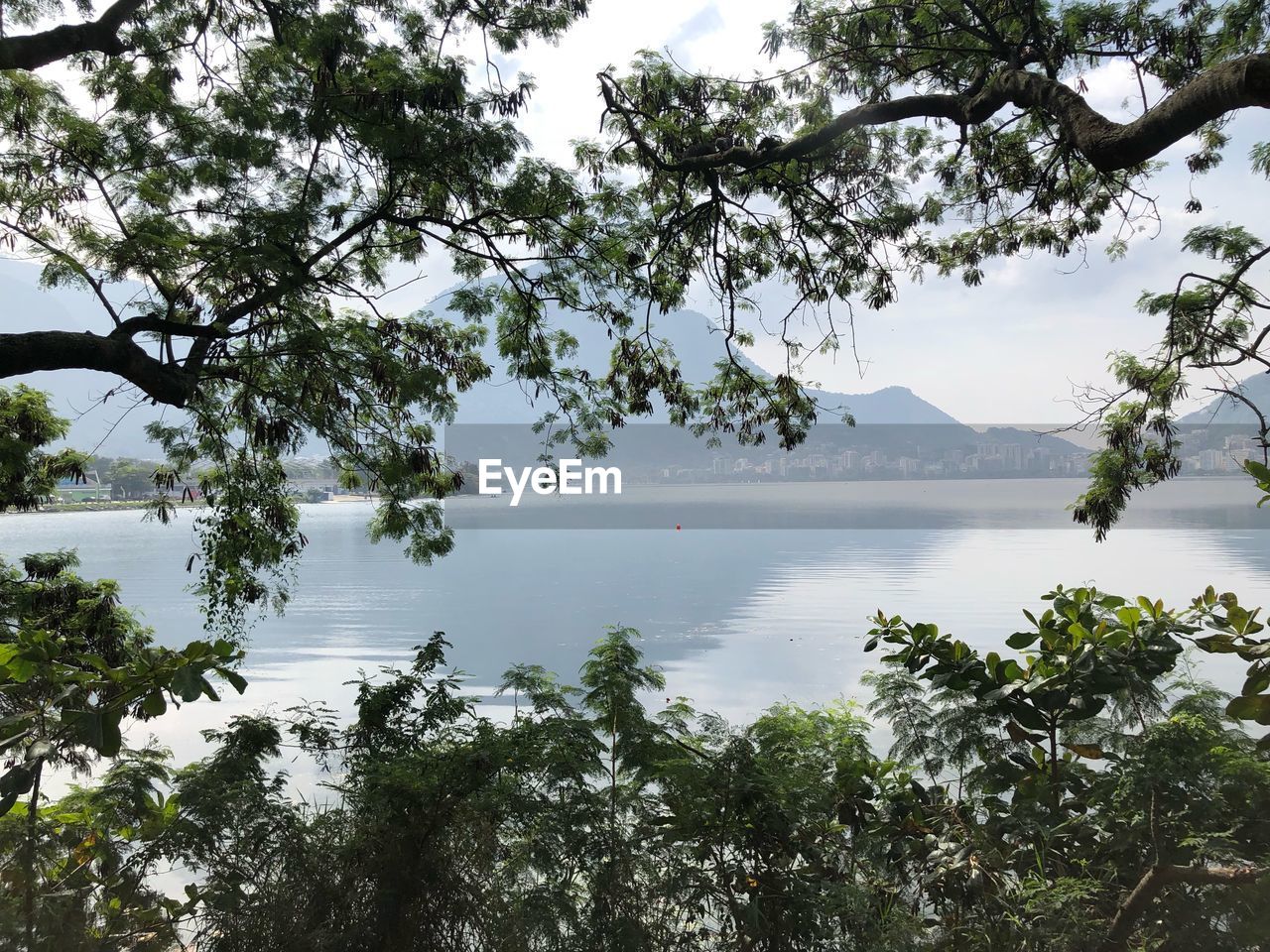 TREE BY LAKE AGAINST SKY