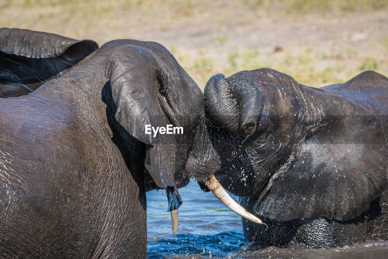 Close-up of african elephants bathing in river