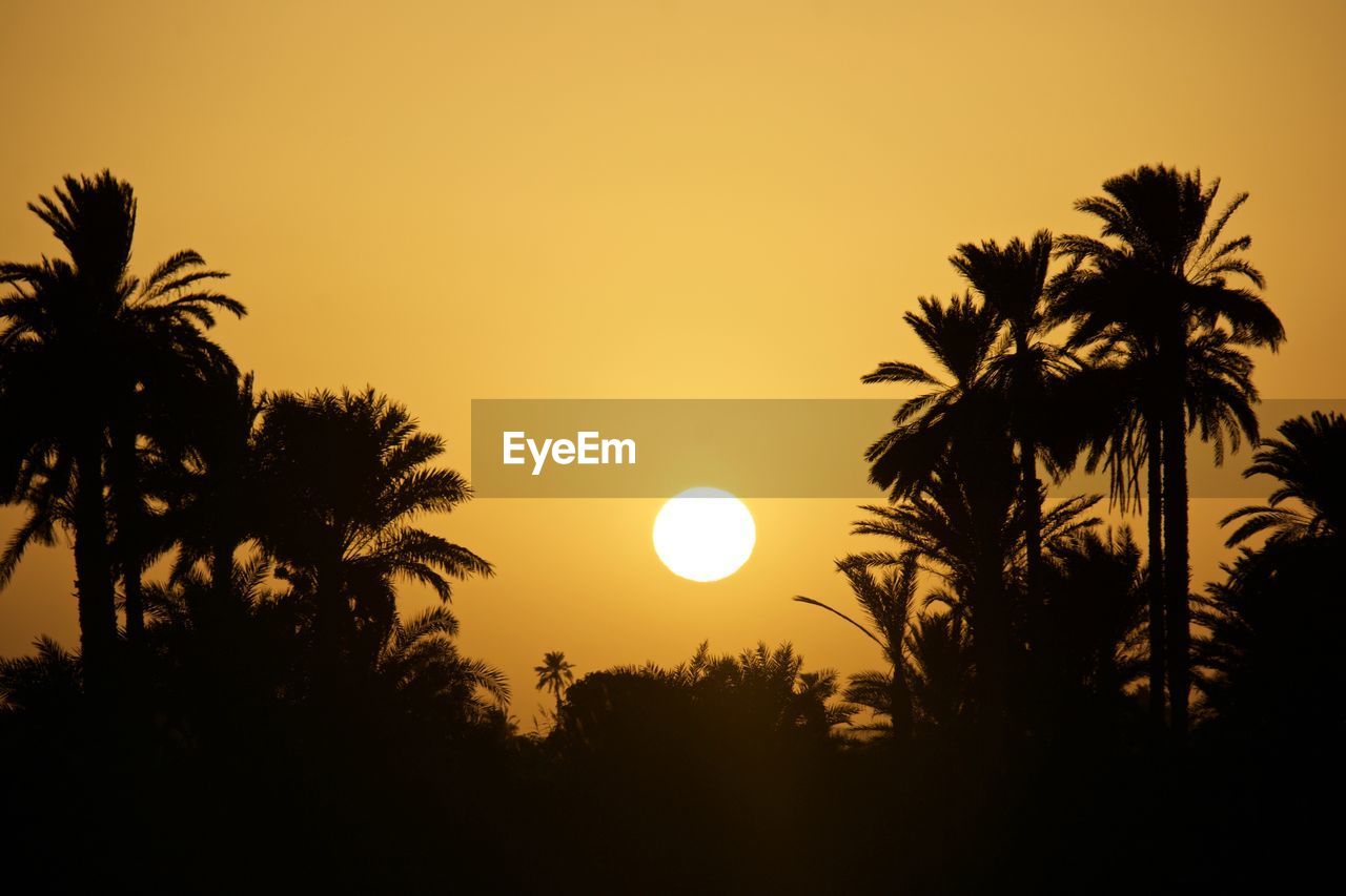 LOW ANGLE VIEW OF SILHOUETTE PALM TREES AGAINST SKY AT SUNSET