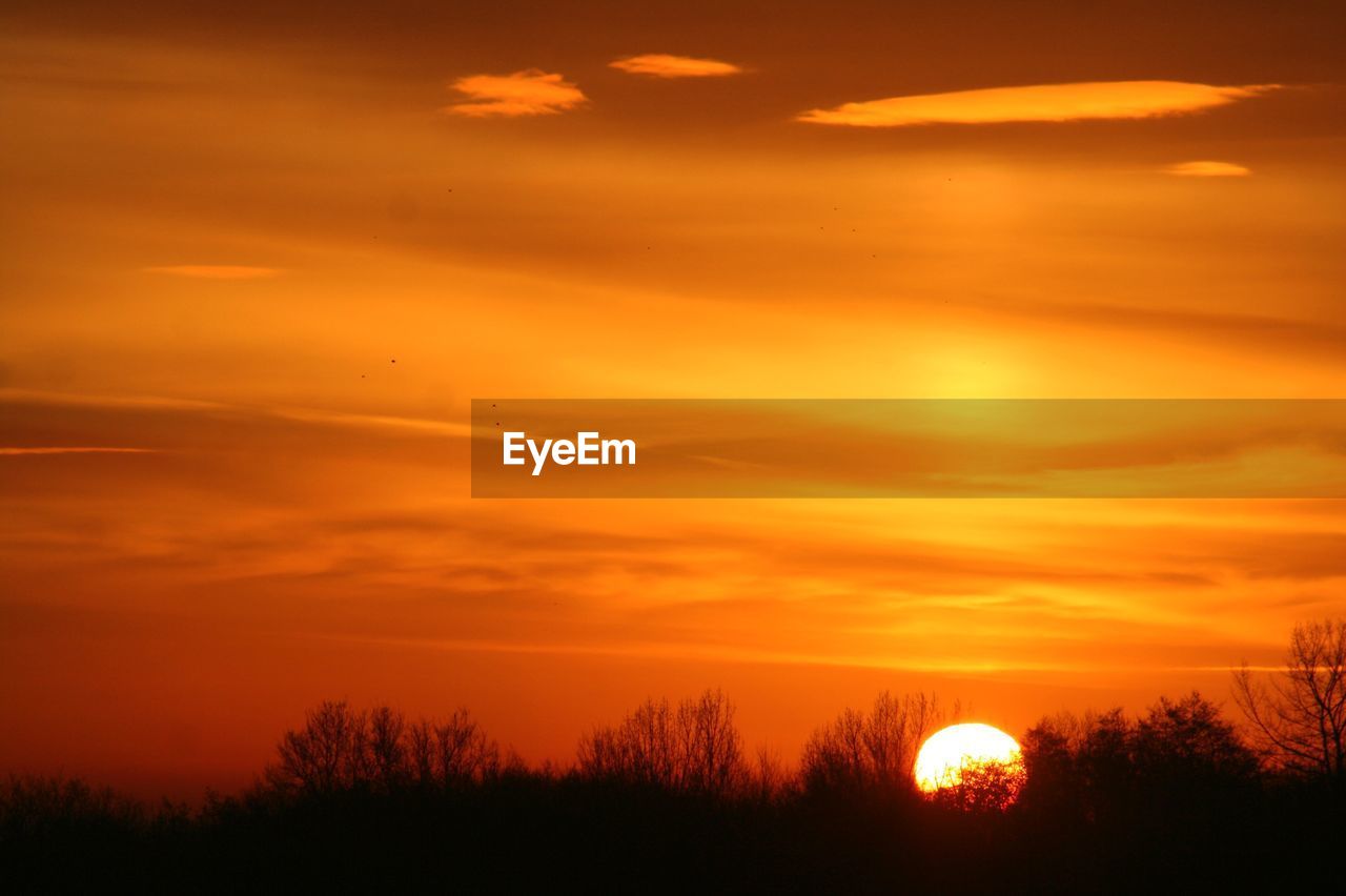 SILHOUETTE OF TREES AT SUNSET