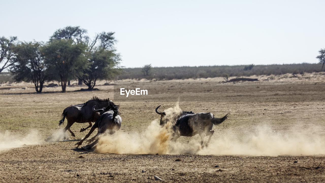 animal, animal themes, mammal, animal wildlife, field, group of animals, cattle, dust, herd, domestic animals, nature, landscape, environment, wildlife, rural area, plant, sky, motion, day, livestock, no people, tree, outdoors, wildebeest, safari, land, dirt, pet