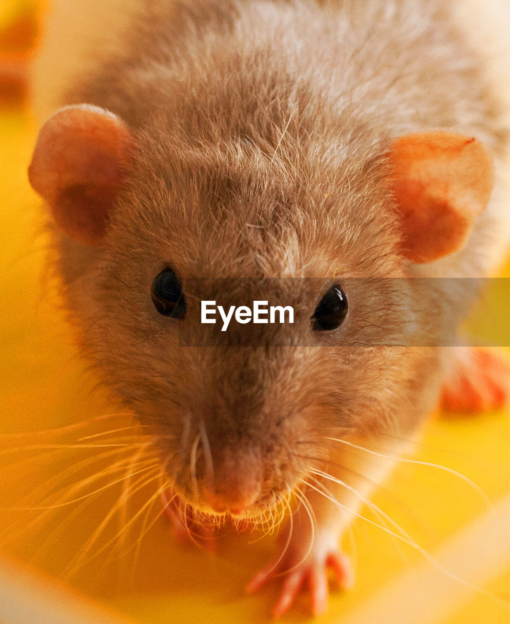 High angle portrait of rat