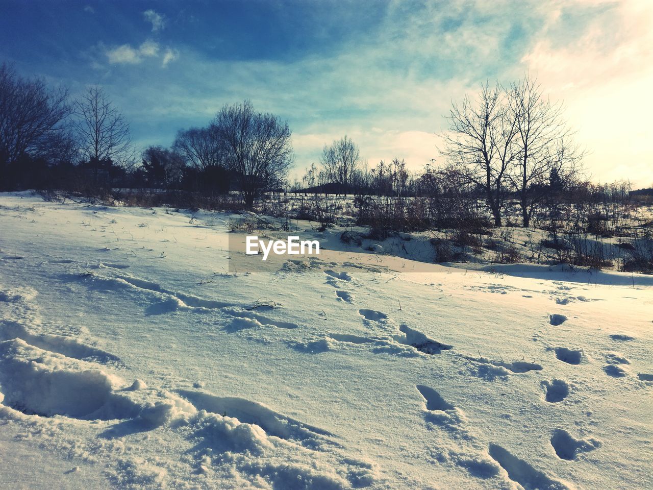 TREES ON SNOW COVERED LANDSCAPE