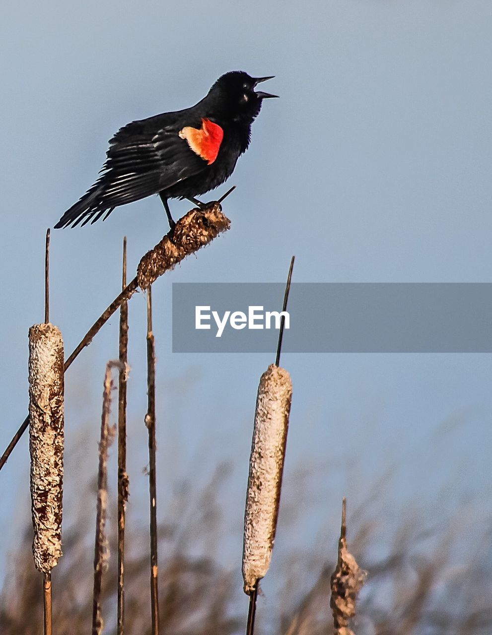 Low angle view of red-winged blackbird perching on dry cattail against clear sky