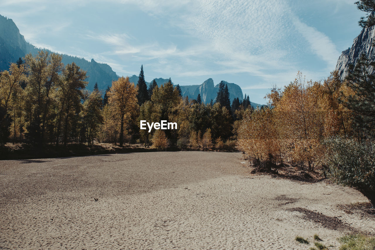 Panoramic view of trees on landscape against sky