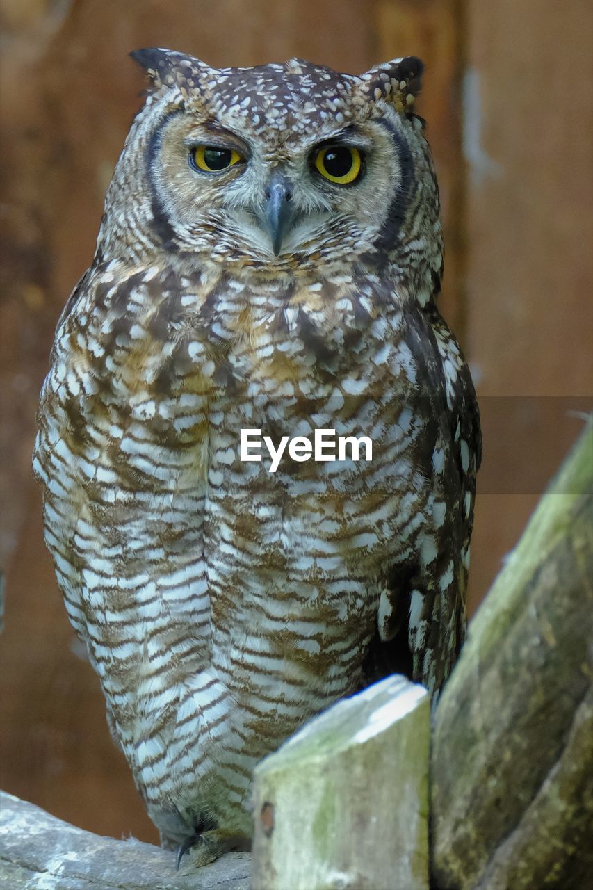 PORTRAIT OF OWL PERCHING ON TREE