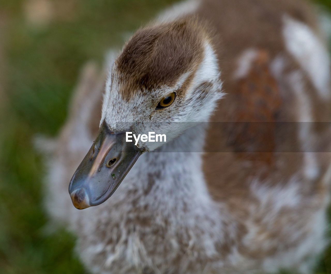 Close-up of duck