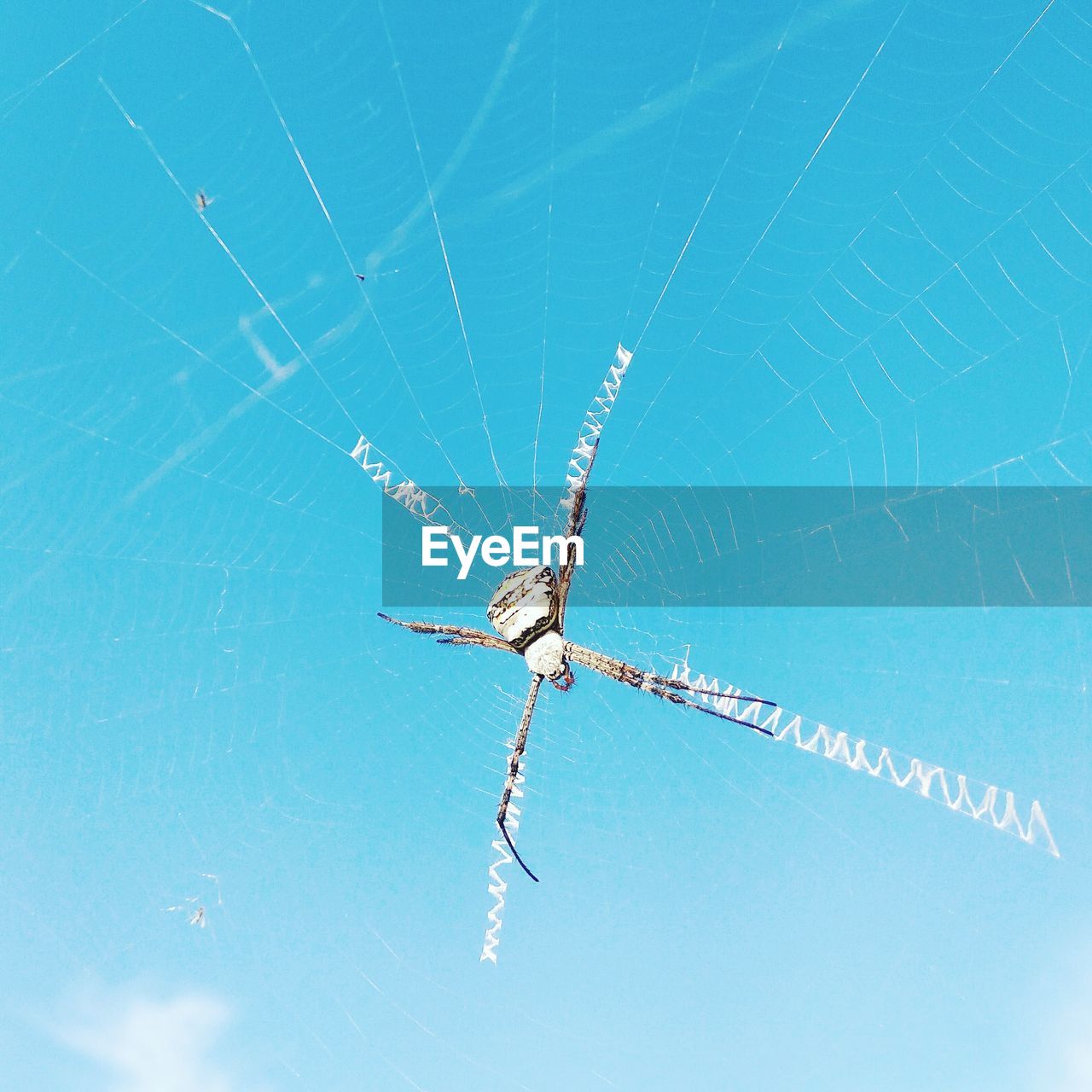 LOW ANGLE VIEW OF SPIDER WEB AGAINST THE SKY