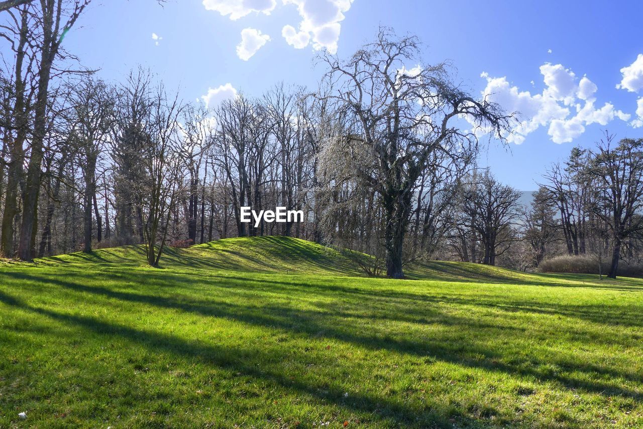 Trees on field against sky