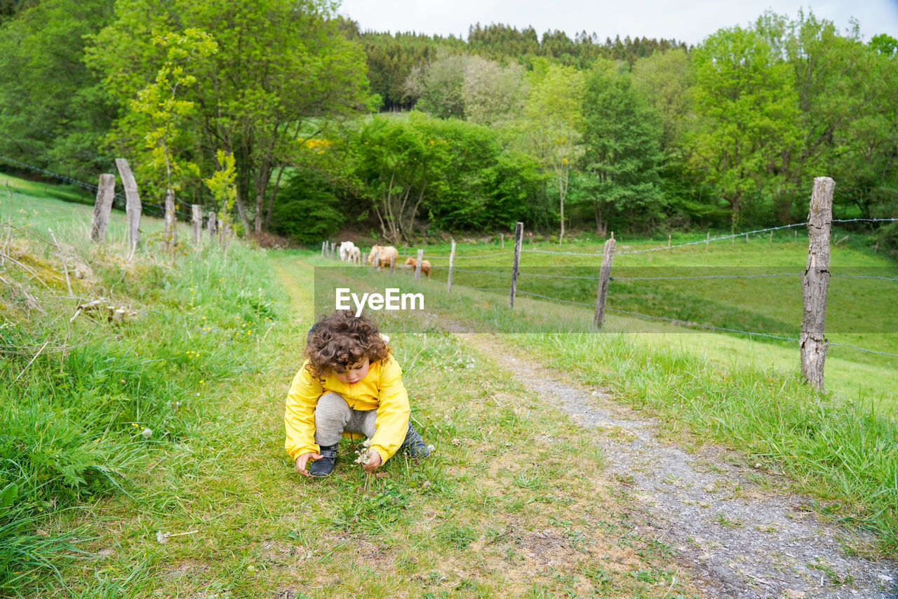 Cute boy looking at flowers and insects... cows behind