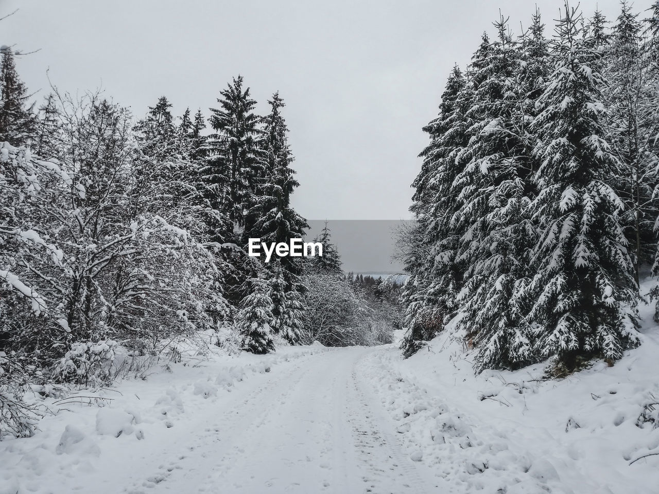 PINE TREES ON SNOW COVERED LAND