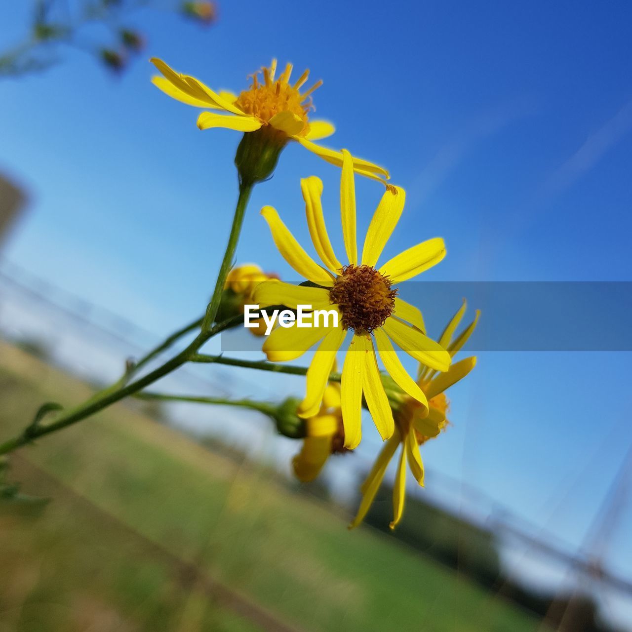 Yellow flower at springtime