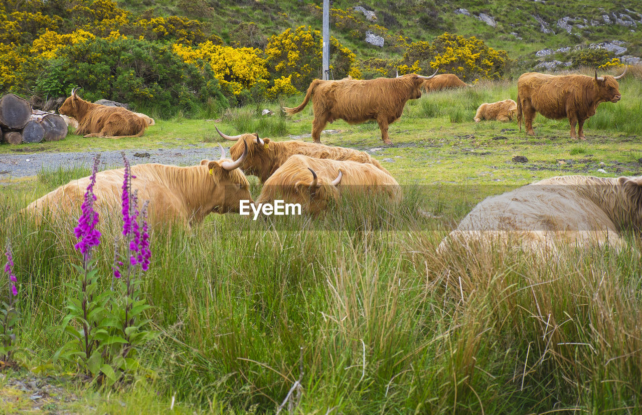 Scottish highland cows 